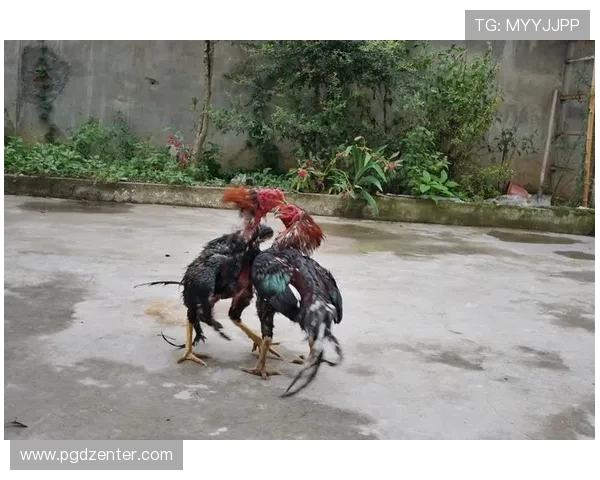 PG斗鸡电游手机版试玩带你体验全新刺激的斗鸡玩法，感受真实对战的极致快感